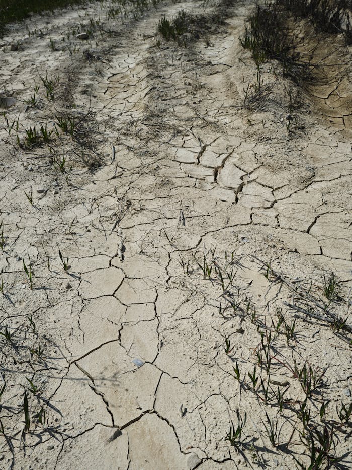 services-02 A close-up view of dry, cracked soil with sparse plant growth, demonstrating the impact of drought.