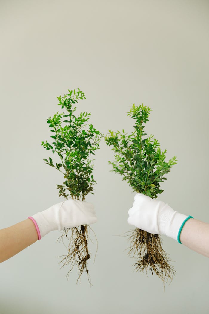 services-01 Two gloved hands holding green plants with roots on a light background.